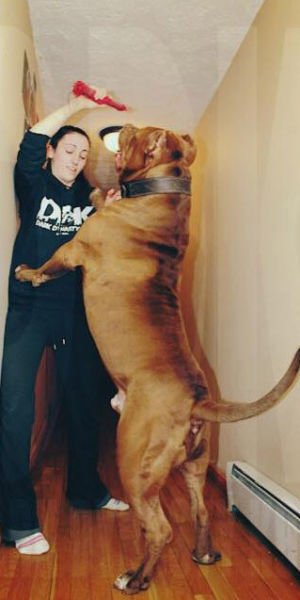 Халк, крупнейший питбуль на планете (22 фото) Халк, крупнейший питбуль на планете (22 фото)