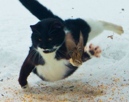 Прикольные картинки (50 шт)