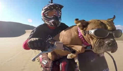 Прикольные картинки (50 шт)