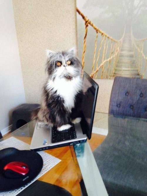 Прикольные картинки (50 шт)