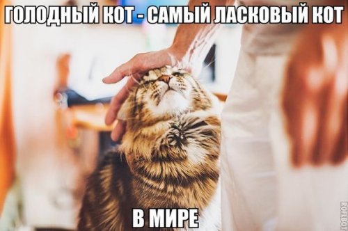 Прикольные картинки (50 шт)