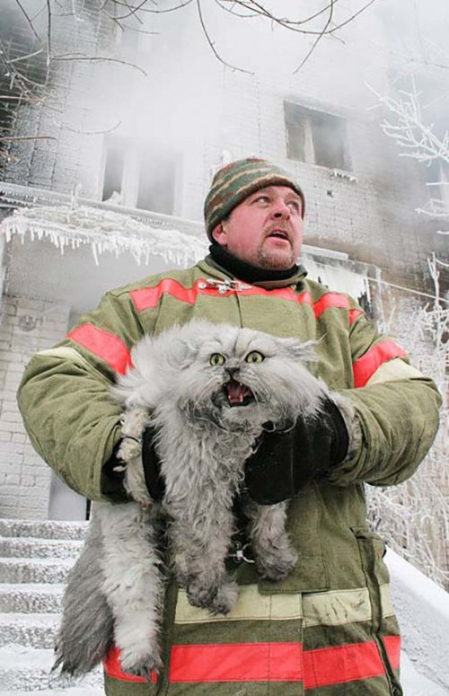 Прикольные картинки (50 шт)