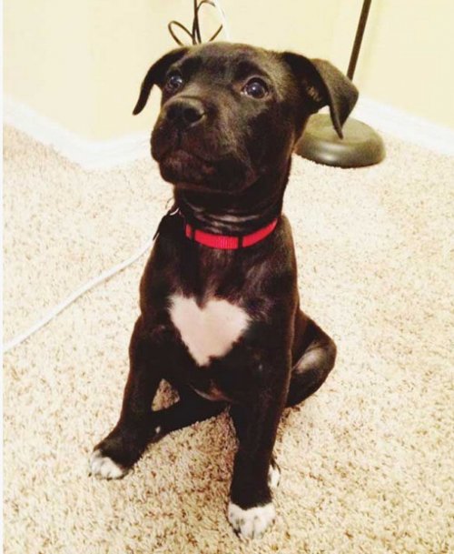 Собаки с сердечками на шерсти (10 фото)