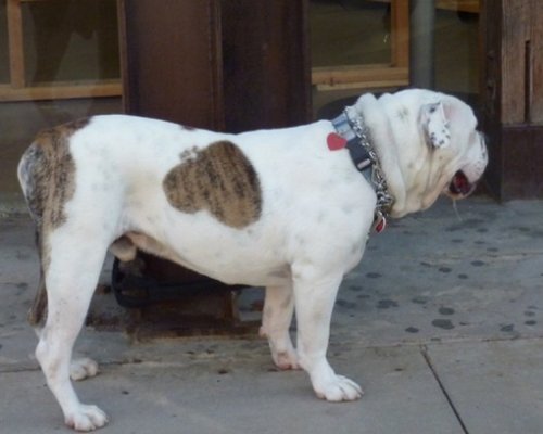 Собаки с сердечками на шерсти (10 фото)