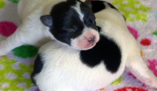 Собаки с сердечками на шерсти (10 фото)