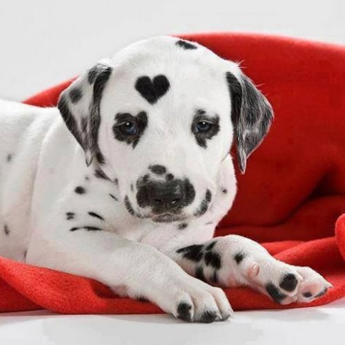 Собаки с сердечками на шерсти (10 фото)