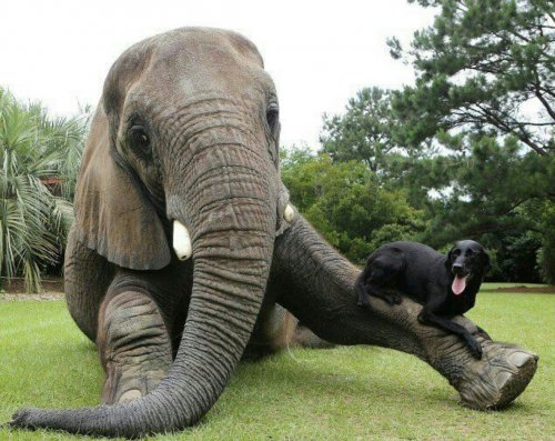 Топ-13: Редкие, но невероятно милые примеры дружбы в мире животных (14 фото + 4 видео)