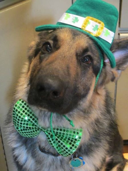 Животные в День святого Патрика (22 фото) Животные в День святого Патрика (22 фото)