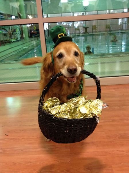 Животные в День святого Патрика (22 фото) Животные в День святого Патрика (22 фото)