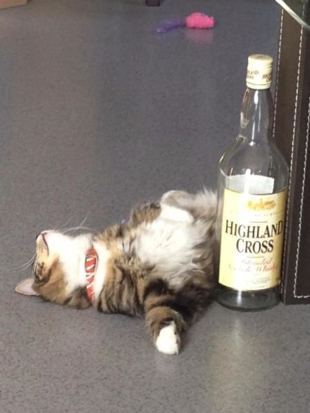 Животные в День святого Патрика (22 фото) Животные в День святого Патрика (22 фото)