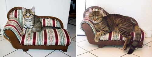 Кошки в серии фотографий "тогда и сейчас" (34 фото)