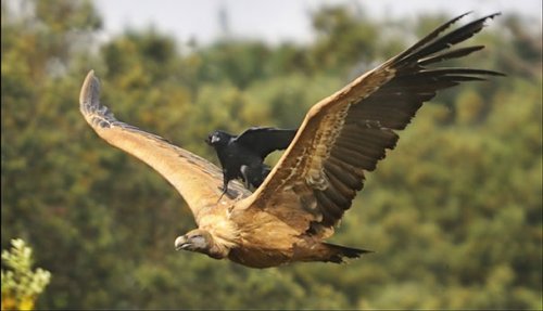 Заложники лени (23 шт)