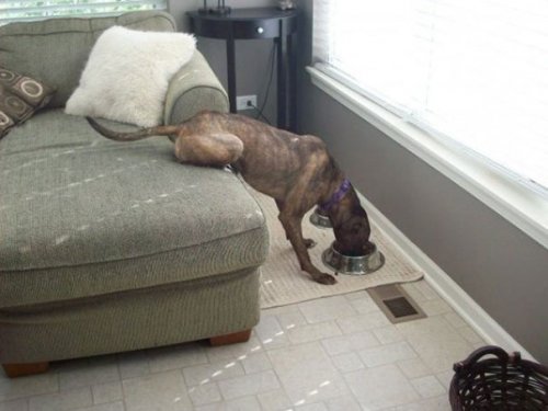 Заложники лени (23 шт)