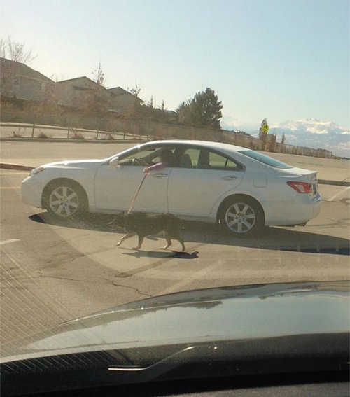 Заложники лени (23 шт)