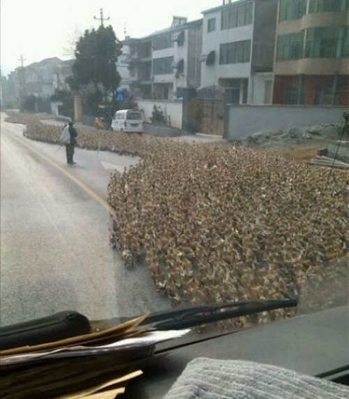 Тем временем в Азии (32 фото)