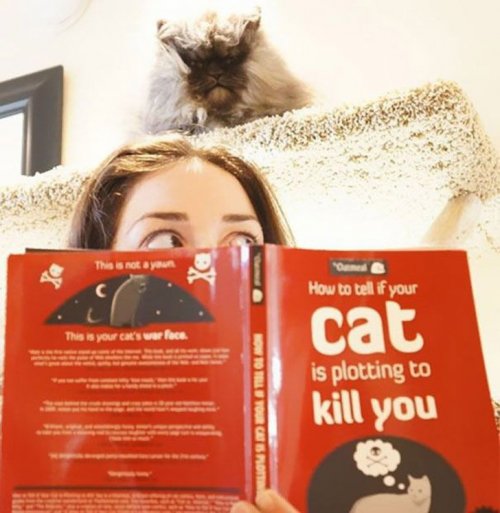 Кошки, готовые убить своих хозяев (25 фото)
