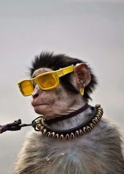 Смешные фото и картинки (32 шт) Смешные фото и картинки (32 шт)