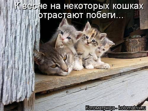 Новая котоматрица (32 фото)