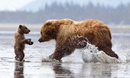 Медвежьи объятия в реальной жизни (7 фото)