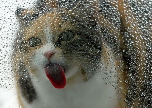 Забавные животные лижут стекло (27 фото)