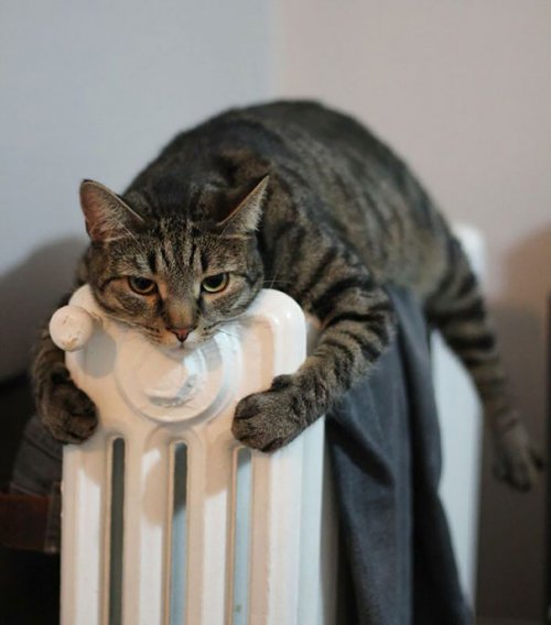 Домашние животные, которые любят тепло (37 фото)