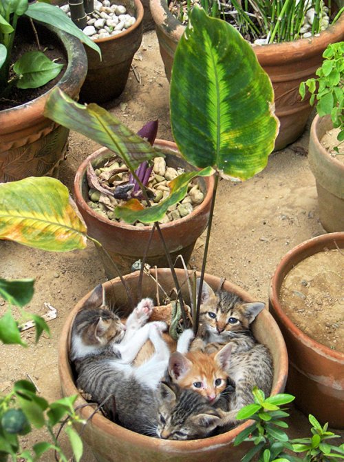 Кошки, которые решили стать цветами (35 фото)