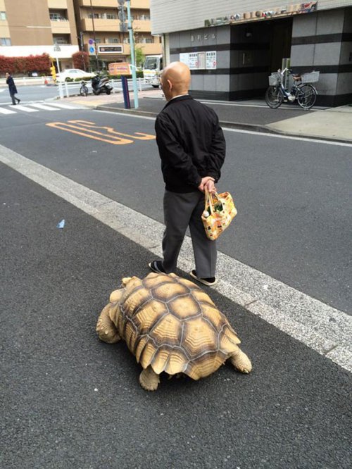 Самый терпеливый человек на свете гуляет со своим питомцем по улицам Токио (4 фото)