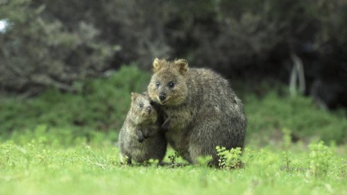 Малыши и мамы из мира животных (20 фото)