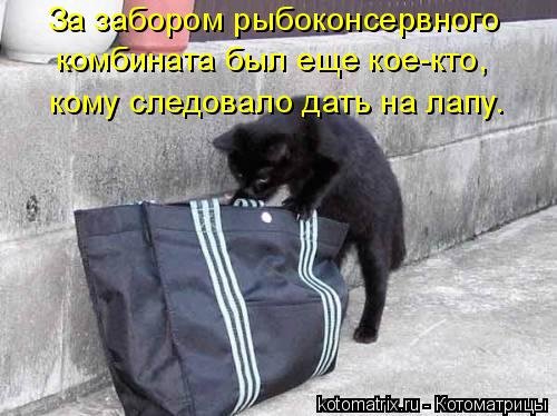 Котоматрица для хорошего настроения (35 фото) Котоматрица для хорошего настроения (35 фото)