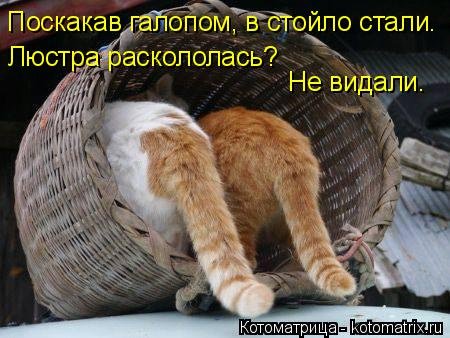 Котоматрица для хорошего настроения (35 фото) Котоматрица для хорошего настроения (35 фото)