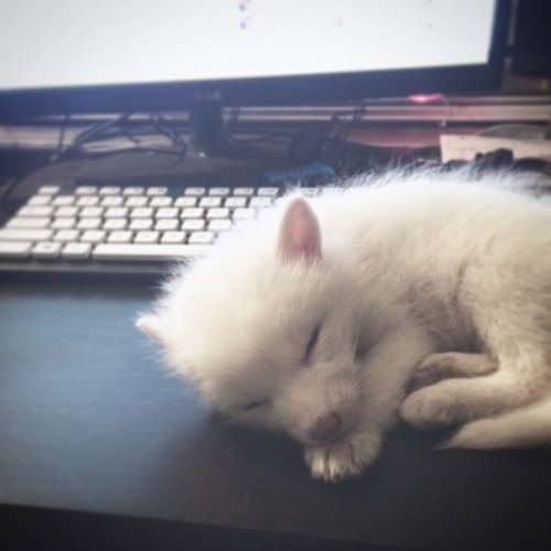 Лисичка Рилай — новая звезда Интернета (14 фото)