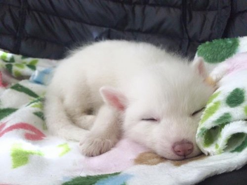 Лисичка Рилай — новая звезда Интернета (14 фото)