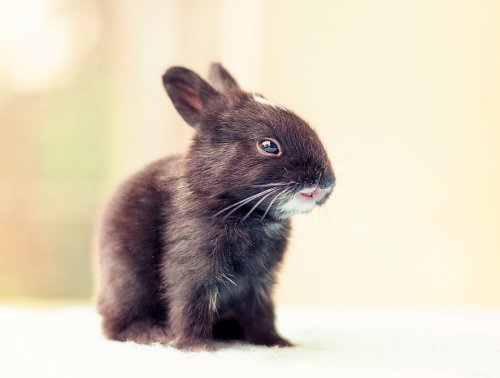 Очаровательные крольчата в фотографиях Ашрафула Арефина (16 фото)
