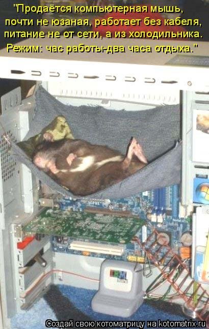 Котоматрица на Бугаге (37 фото) Котоматрица на Бугаге (37 фото)