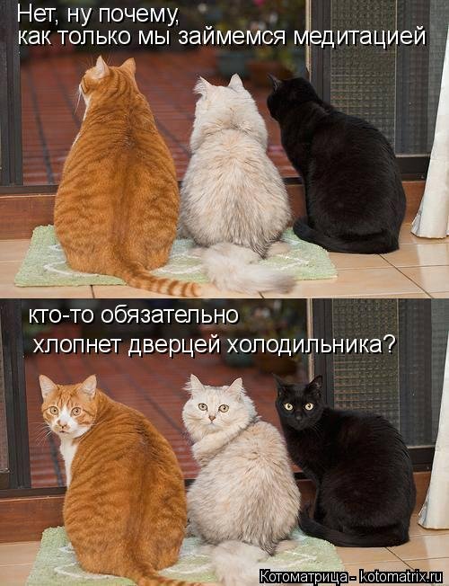 Котоматрица на Бугаге (37 фото) Котоматрица на Бугаге (37 фото)