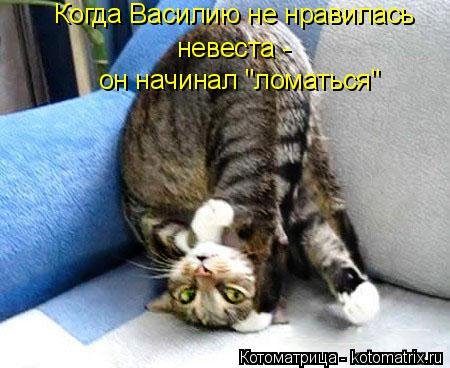 Котоматрица на Бугаге (37 фото) Котоматрица на Бугаге (37 фото)