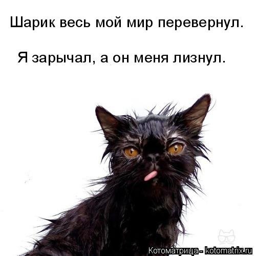 Котоматрица на Бугаге (37 фото) Котоматрица на Бугаге (37 фото)