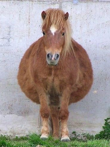 Беременные животные (17 фото) Беременные животные (17 фото)