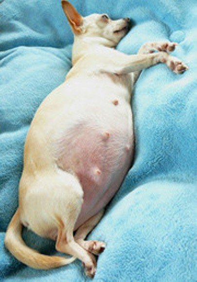 Беременные животные (17 фото) Беременные животные (17 фото)