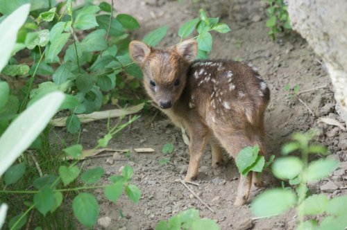 Крошечный оленёнок пуду родился в нью-йоркском зоопарке (3 фото + видео)