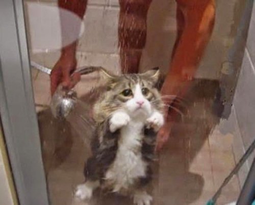 Кошки, которые не любят купаться (11 фото)