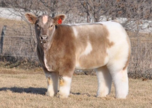 Топ-10: Странные, редкие и необычные породы коров