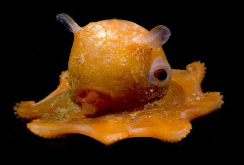 Очаровательный осьминог Opisthoteuthis Adorabilis (3 фото + видео)