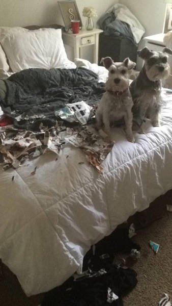 Неудачный день в фотоприколах (19 фото)