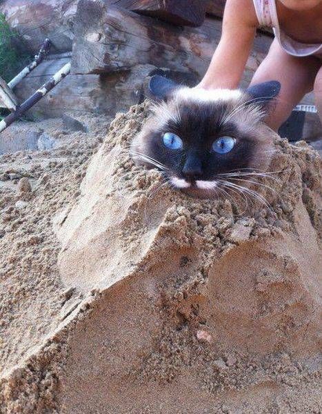 Прикольные картинки в пятницу (47 шт) Прикольные картинки в пятницу (47 шт)