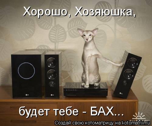 Новая котоматрица на Бугаге (28 фото) Новая котоматрица на Бугаге (28 фото)