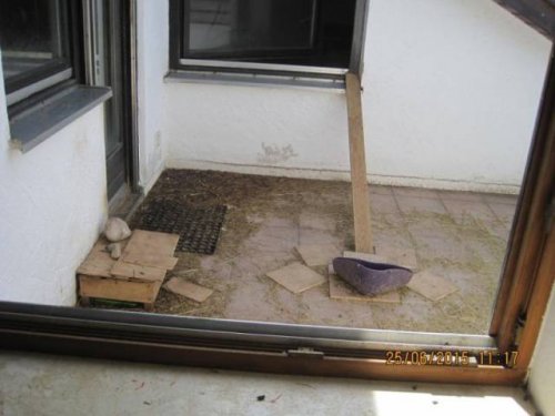 300 крыс в одной квартире (14 фото)