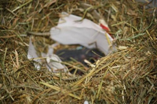 300 крыс в одной квартире (14 фото)