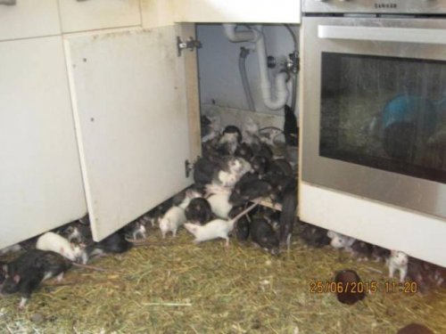 300 крыс в одной квартире (14 фото)