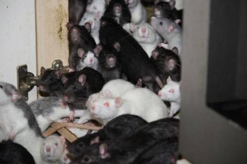 300 крыс в одной квартире (14 фото)
